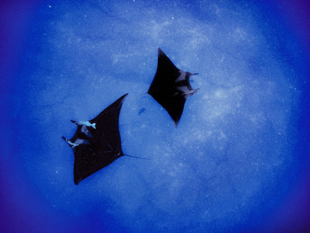 蝙蝠骑士BK75 vs 狼蛛F21 深度对比：机械键盘与数字键盘的较量