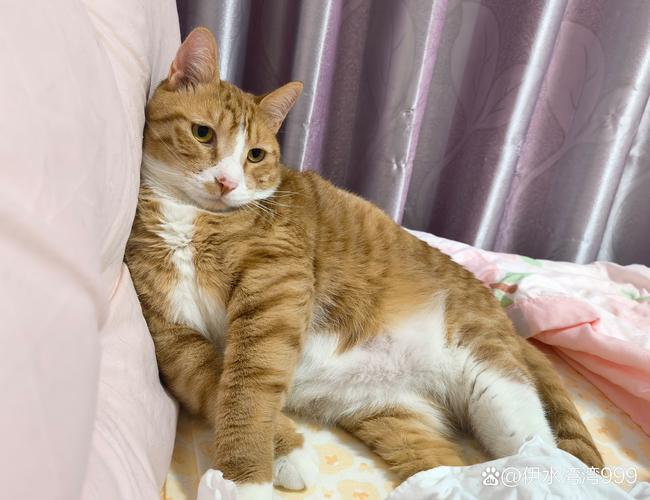 方橙X9标准版评测：专为MacOS设计的无线光电鼠标，百元价位新选择